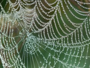 Spinnennetz im Regen