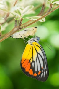Beautiful butterfly emerges from a cocoon