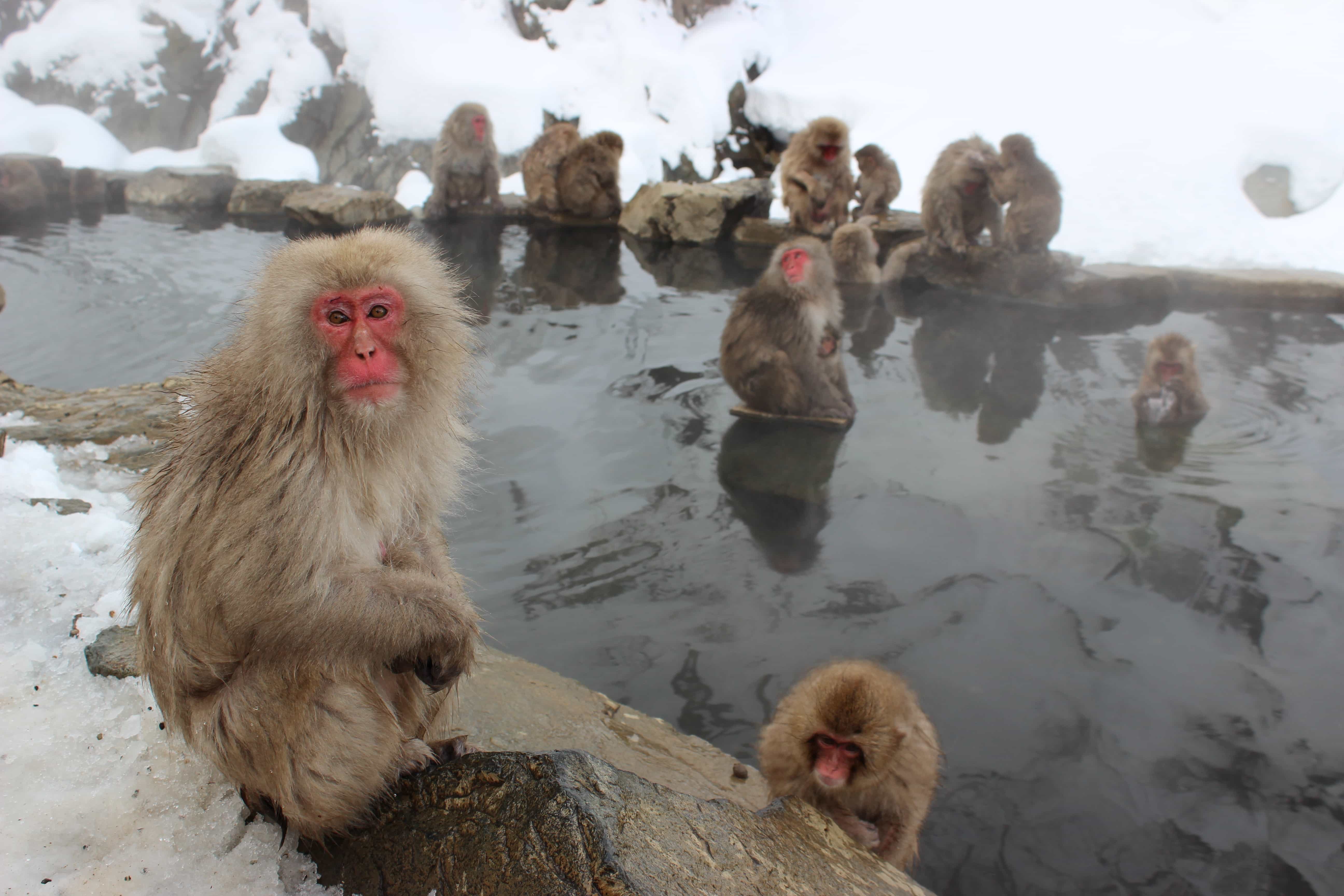 snow-monkeys